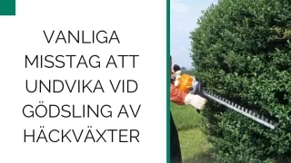 Vanliga misstag att undvika vid gödsling av häckväxter