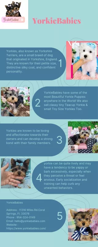 Tiny Yorkies for sale