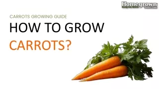 How to Grow Carrots?