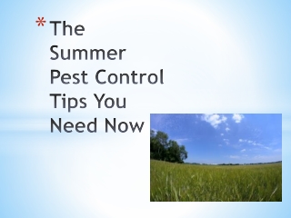 The Summer Pest Control Tips You Need Now