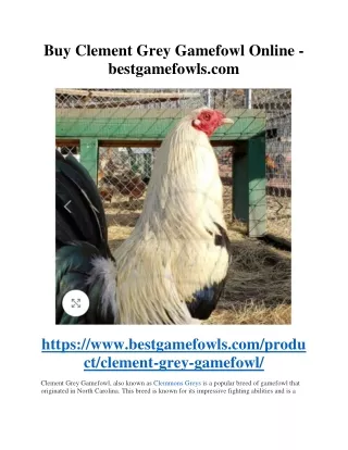 Buy Clement Grey Gamefowl Online - bestgamefowls.com