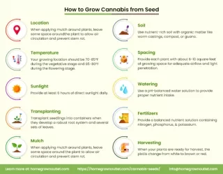 How to Grow Cannabis from Seed?