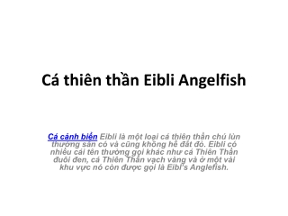 Cá thiên thần Eibli Angelfish