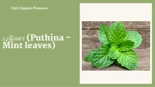 புதினா (Puthina - Mint leaves)