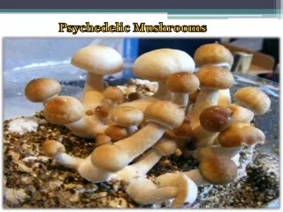 Psychedelic Mushrooms