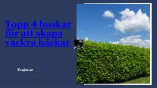 Topp 4 buskar för att skapa vackra häckar