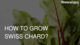 How to Grow Swiss Chard?