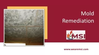 Mold Remediation Companies