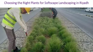 Choosing the Right Plants for Softscape Landscaping in Riyadh