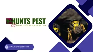 Pest Control Huntingdon