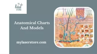 Anatomical Charts And Models