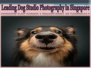 Leading Dog Studio Photography in Singapore