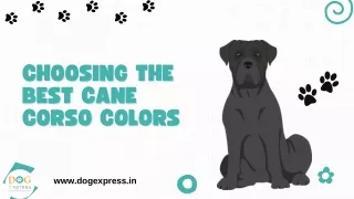 Choosing the Best Cane Corso Colors