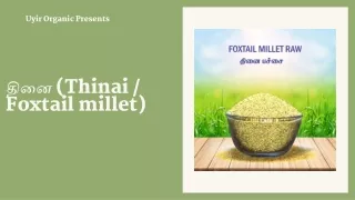 தினை (Thinai  Foxtail millet)