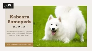 Joyful  Samoyed Puppies near me