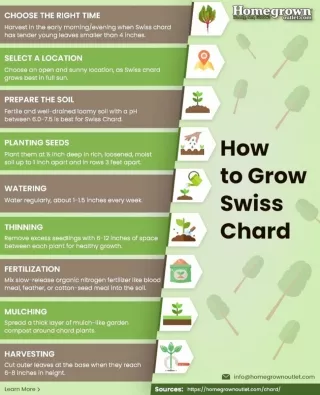 How To Plant Swiss Chard?