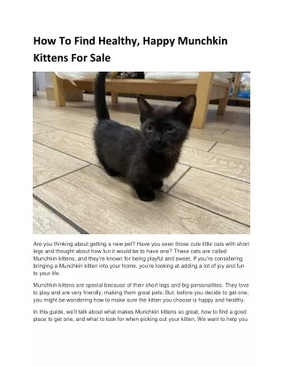 Munchkin Kittens For Sale