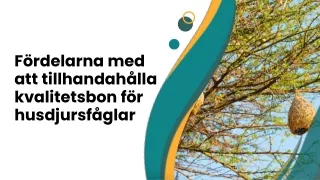 Fördelarna med att tillhandahålla kvalitetsbon för husdjursfåglar