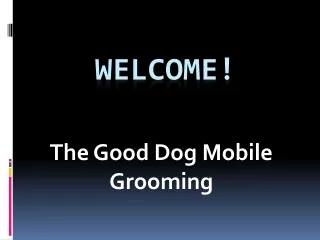The Best Mobile Cat Grooming in Rancho Park