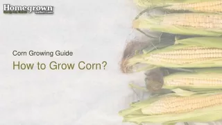 How to Grow Corn?