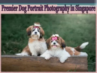 Premier Dog Portrait Photography in Singapore