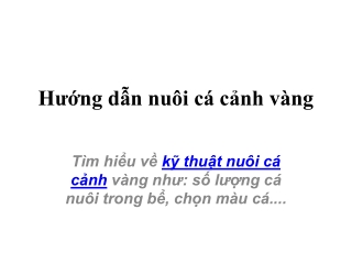 Hướng dẫn nuôi cá cảnh vàng