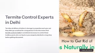 Best Services provider For termite control in delhi