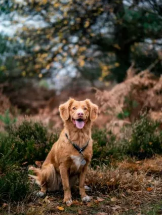 Camping mit dem Hund in Gelderland - Rhederlaagse Meren