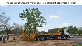 The Benefits of Choosing Professional Tree Transplanting Services in Riyadh