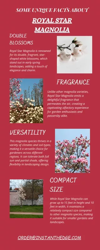 Low Maintenance Luxury: Easy Care Tips for Royal Star Magnolia