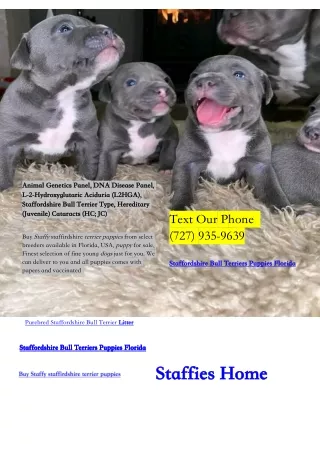 English Staffy Puppies For Sale Florida