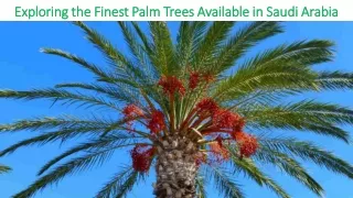 Exploring the Finest Palm Trees Available in Saudi Arabia