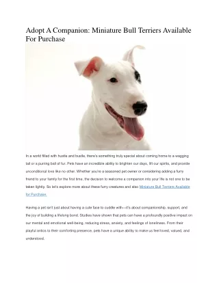 Miniature Bull Terriers Available For Purchase