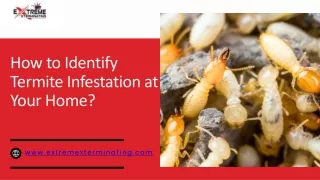 How to Identify Termite Infestation at Your Home