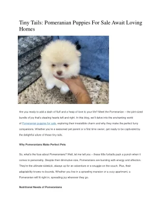 Pomeranian Puppies For Sale