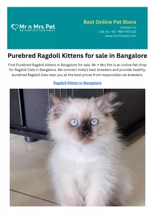 Purebred Ragdoll Kittens for sale in Bangalore