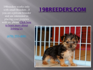 19Breeders Announces Adorable Bichon Poo Puppies