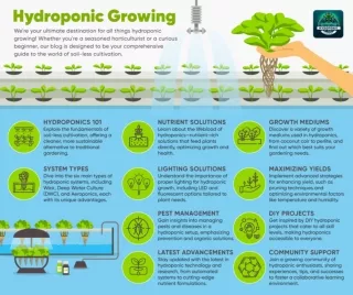 The Future of Farming An Introduction to Hydroponic Growing