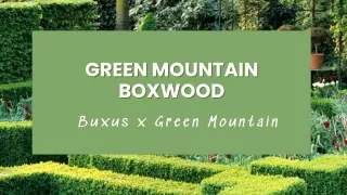 Discovering the Charm of Green Mountain Boxwood