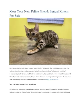 Gorgeous Bengal Kittens Available for Adoption