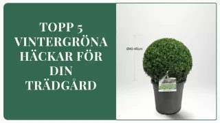 Topp 5 vintergröna häckar för din trädgård