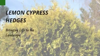 Aromatic Ambiance: Enhancing Your Garden with Lemon Cypress Hedges