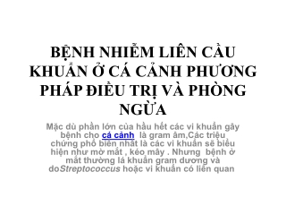 BỆNH NHIỄM LIÊN CẦU KHUẨN Ở CÁ CẢNH PHƯƠNG PHÁP ĐIỀU TRỊ VÀ