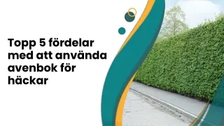 Topp 5 fördelar med att använda avenbok för häckar