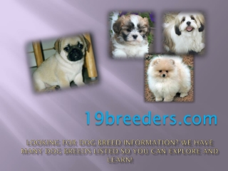 Tips to Choose the Best Puppies for Sale Atlanta Georgia