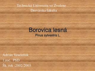 Borovica lesná Pinus sylvestris L.