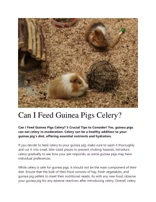 Can I Feed Guinea Pigs Celery