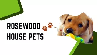 Doggy Daycare Warrington