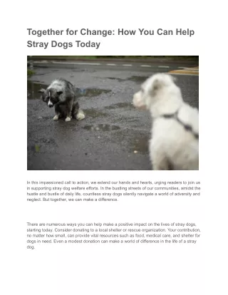 Together for Change_ How You Can Help Stray Dogs Today