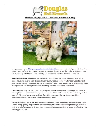 Unlock Maltipoo Care Secrets | Find Maltipoo for Sale in the UK